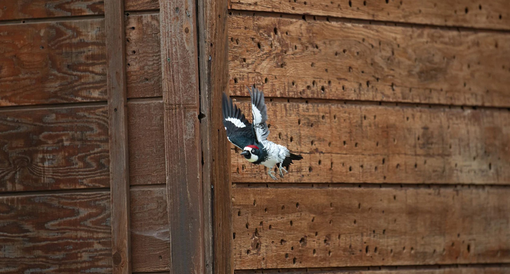 woodpecker attack Woodpecker attack siding